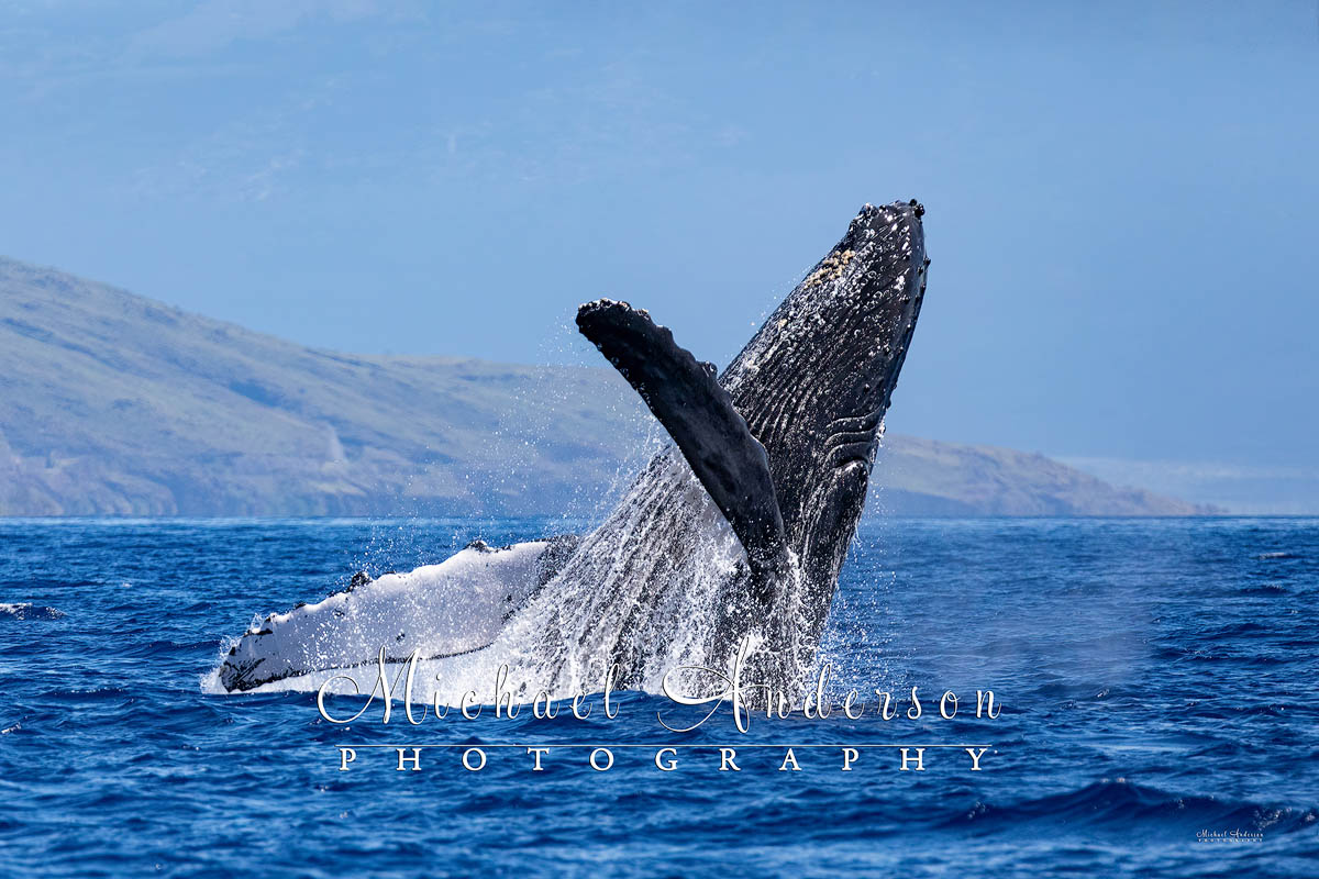 An adult humpback whale breaches off the coast of Maui, Hawaii.