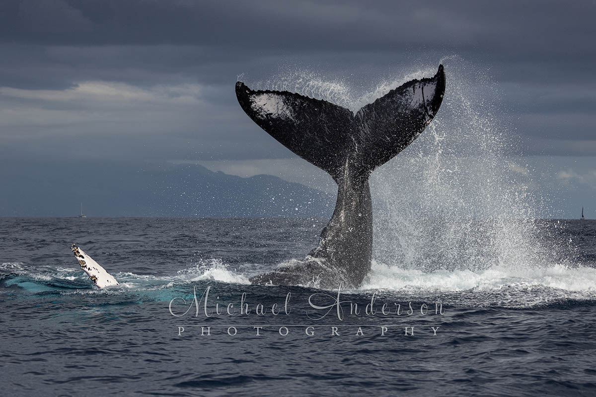 A photo of a humpback whale doing a peduncle throw off the coast of Maui, Hawaii.