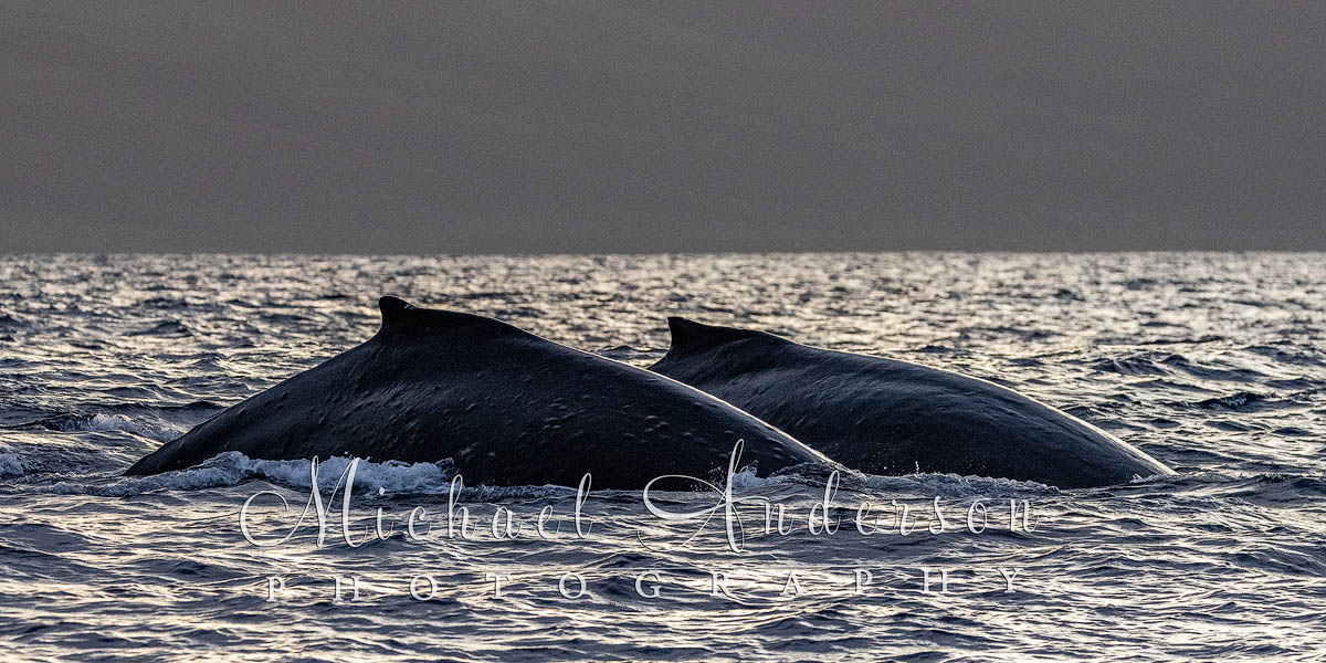 The "humps" of two Humpback whales off the coast of Maui, Hawaii.
