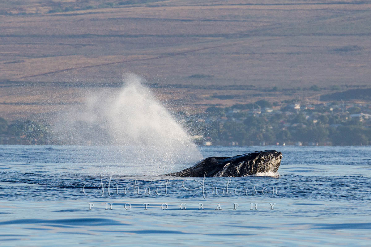 Photo of a humpback whale coming to the surface to take a breath of fresh air, causing a "spout" to form.