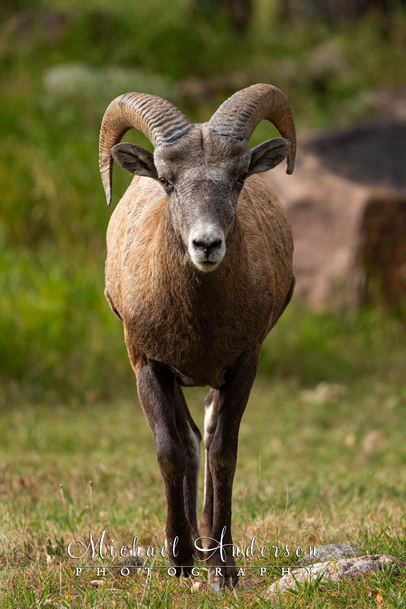 A Bighorn Sheep in Custer State Park.