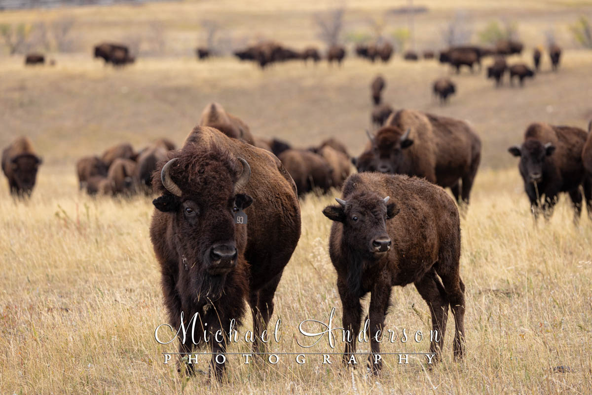 Close up of a pair of bison in Custer State Park.