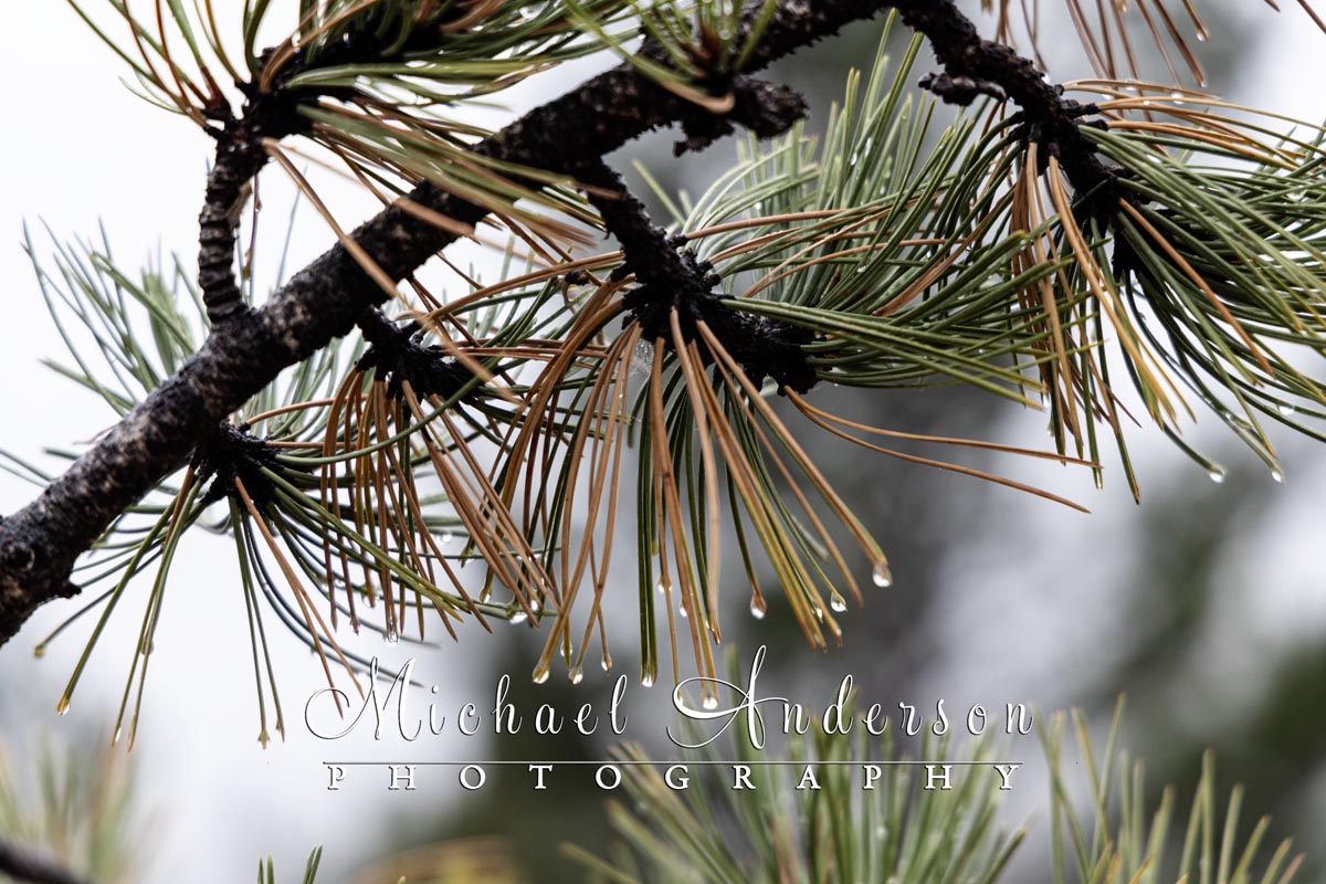 Dew on a pine needles by Sylvan Lake in Custer State Park.