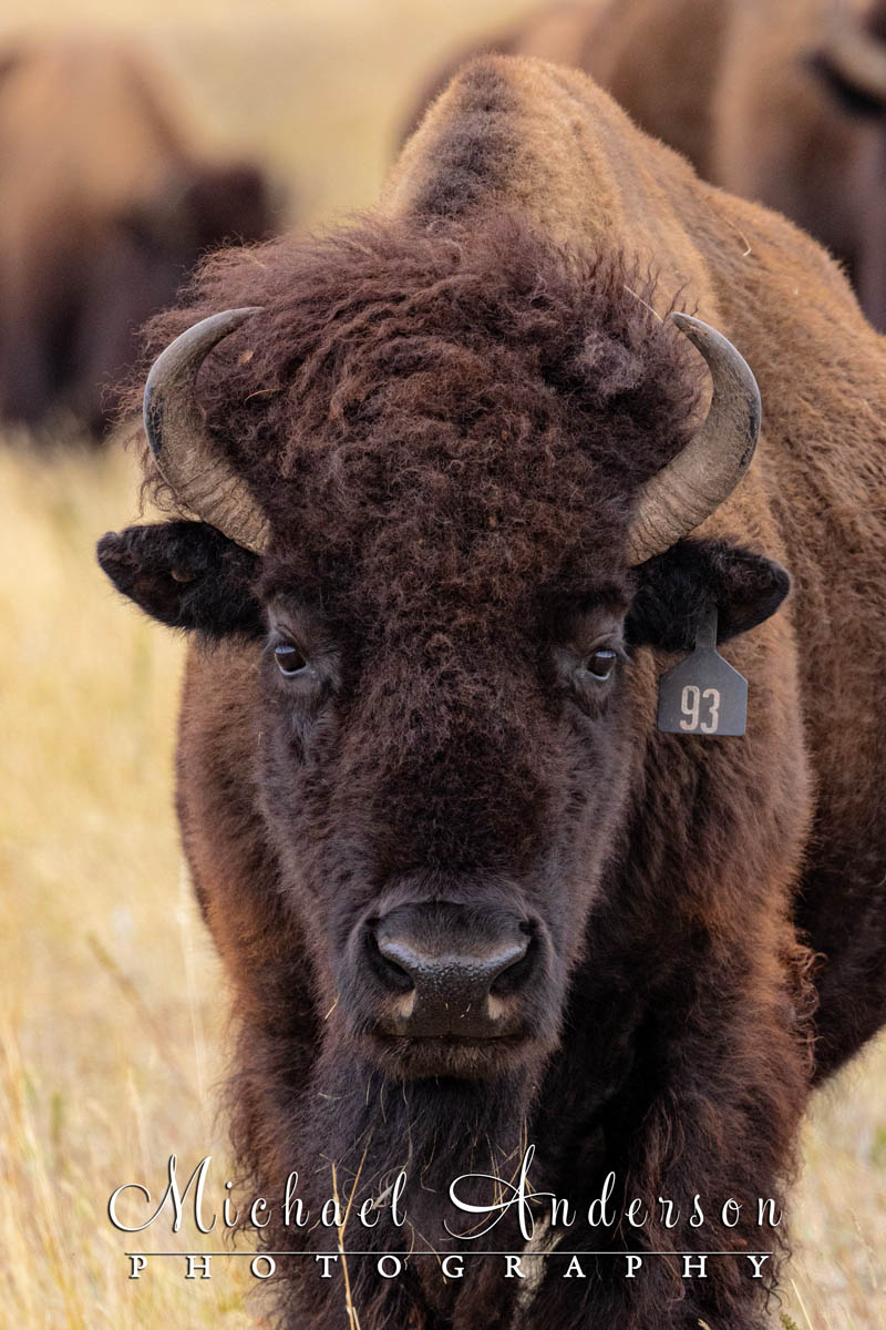 Close up of a large bison bull in Custer State Park.