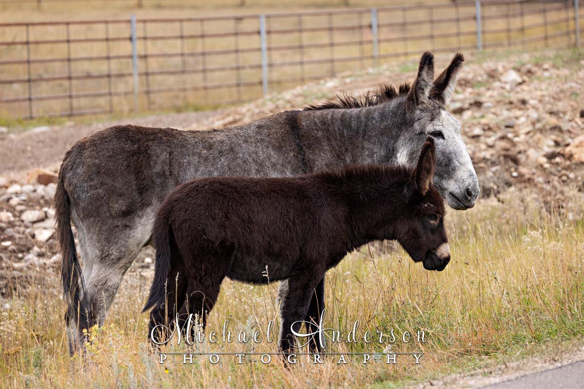 Wild donkeys on the Wildlife Loop Road in Custer State Park.